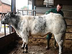 Setting off to see the cattle